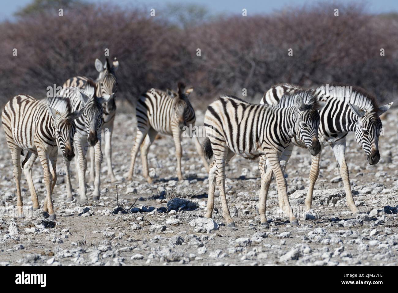 Zèbres de Burchell (Equus quagga burchellii), troupeau, poulains de zèbres marchant sur un terrain aride, Parc national d'Etosha, Namibie, Afrique Banque D'Images