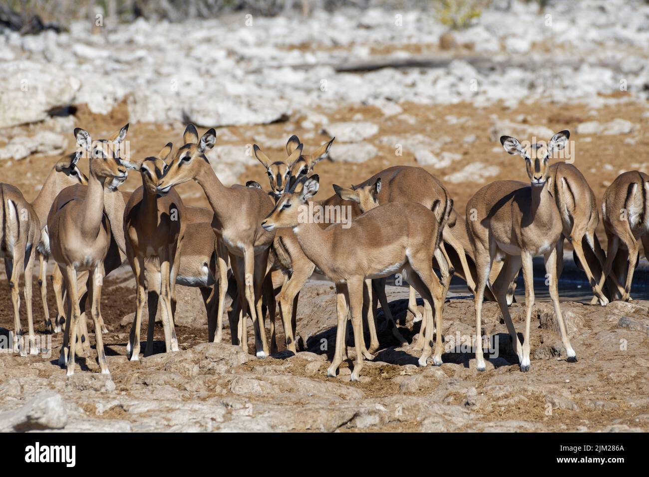 Impalas à face noire (Aepyceros melampus petersi), troupeau, deux jeunes mâles avec des femelles au trou d'eau, Parc national d'Etosha, Namibie, Afrique Banque D'Images