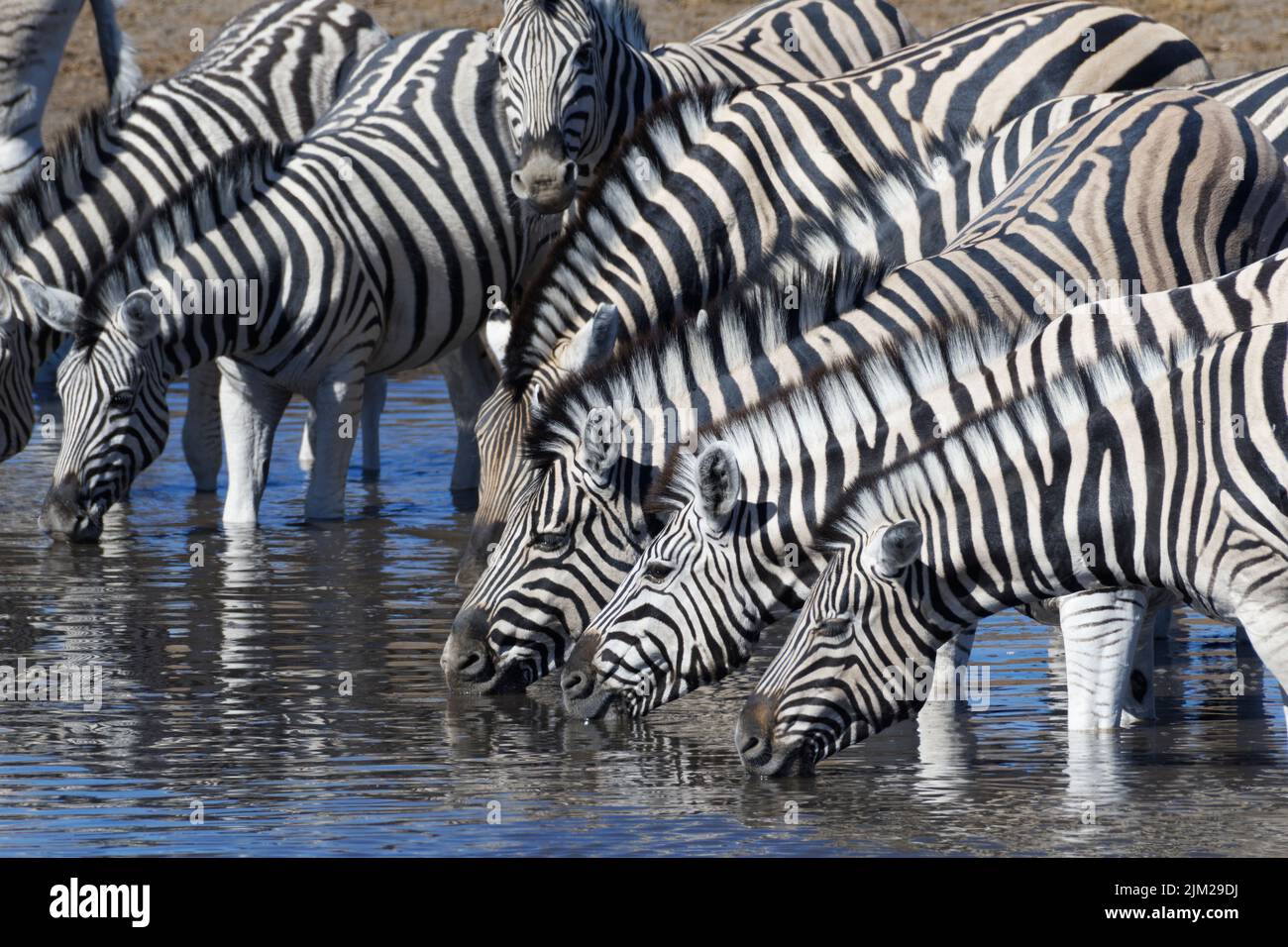 Zèbres de Burchell (Equus quagga burchellii), troupeau dans l'eau, boire au trou d'eau, Parc national d'Etosha, Namibie, Afrique Banque D'Images