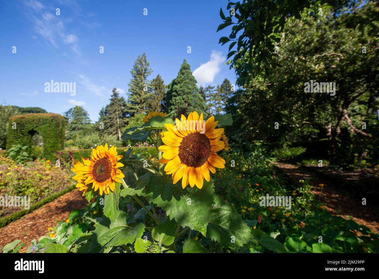 Krefeld - vue de près de Sunflowers, Allemagne Banque D'Images