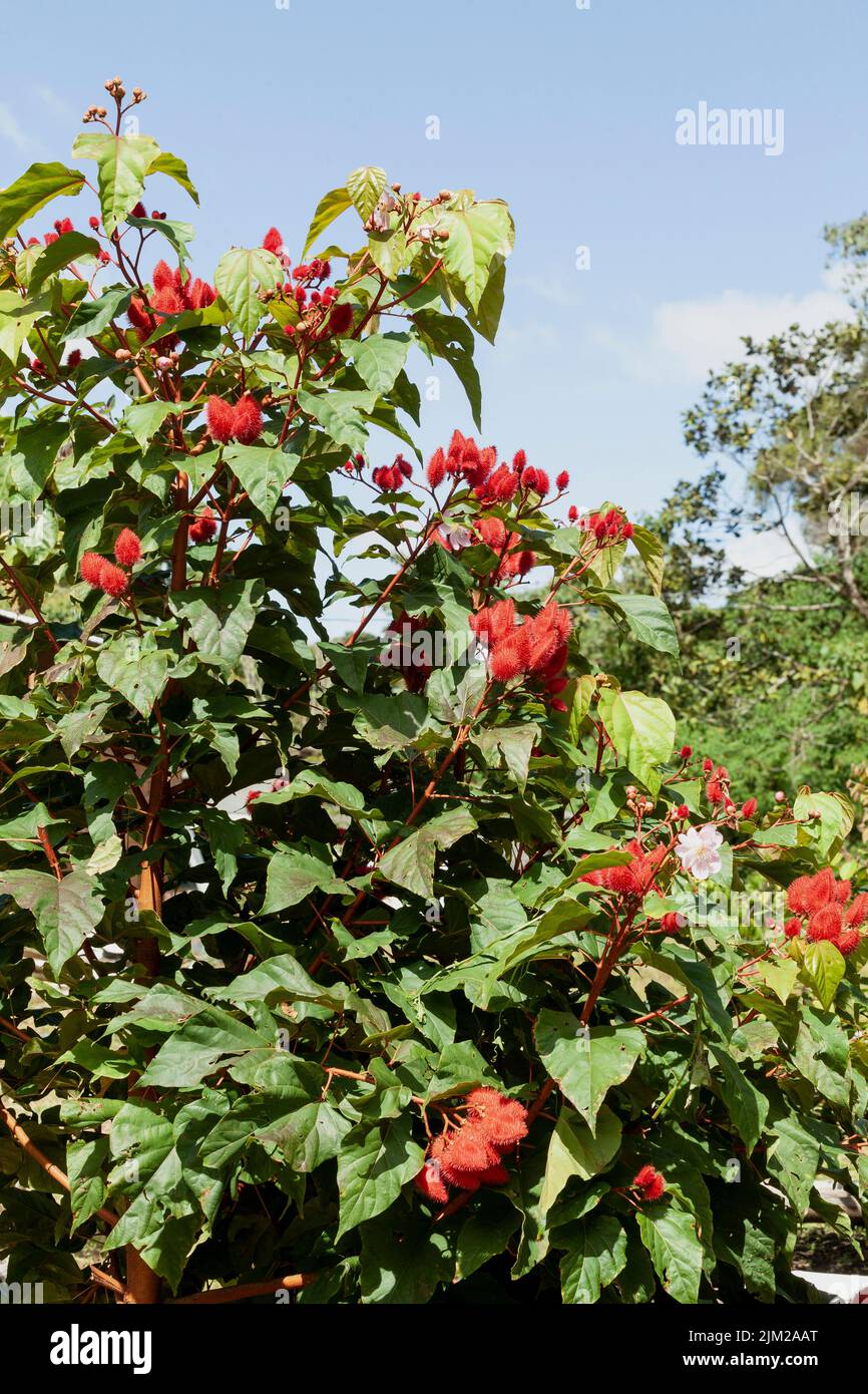Bixa Orellana - Annatto Bush chargé et prêt pour la récolte Banque D'Images