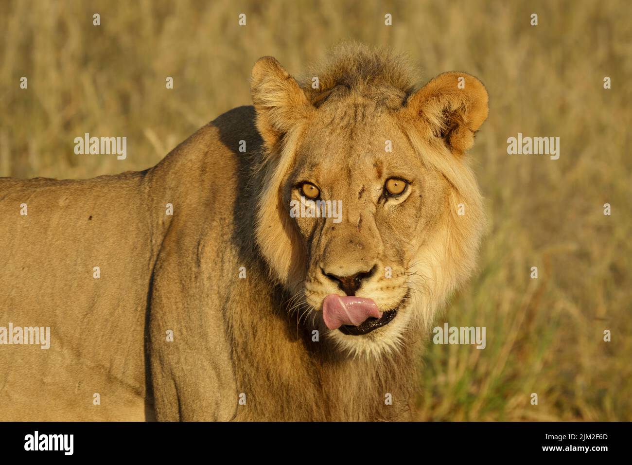 Portrait du lion de Kalahari à motif noir (Panthera leo). Parc transfrontalier Kgalagadi, Kalahari, Afrique du Sud Banque D'Images