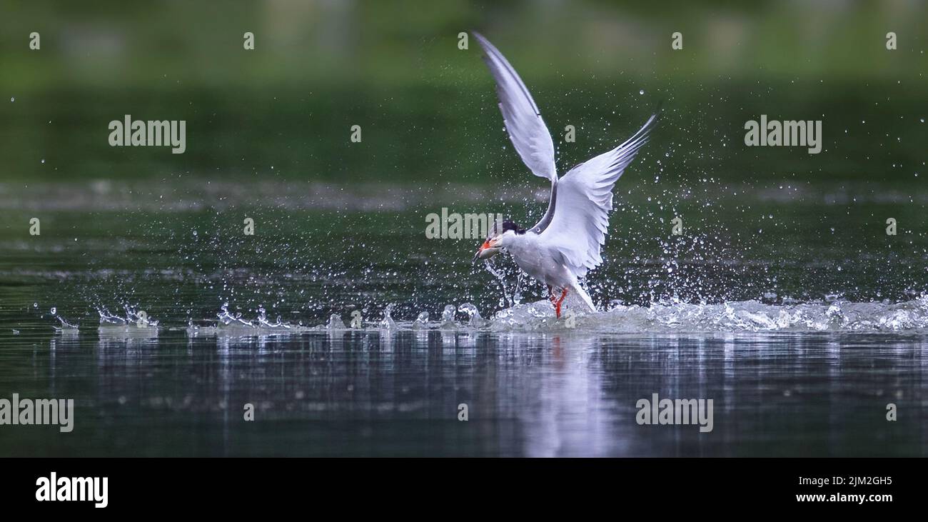 Très rare la Sterna attrape le poisson et le transporte dans son bec, la meilleure photo. Banque D'Images