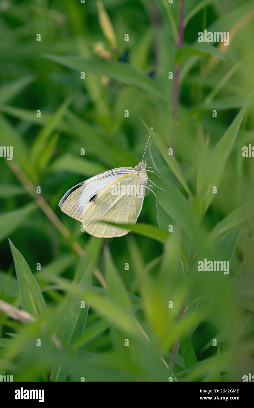 Grand papillon blanc de chou (Pieris brassicae). Banque D'Images