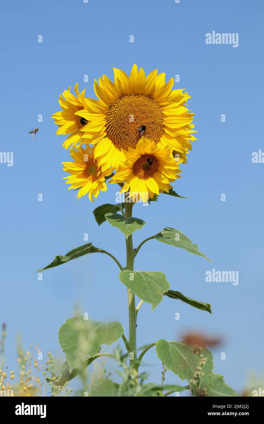 Tournesol à têtes multiples avant le ciel bleu et avec des insectes volant autour Banque D'Images