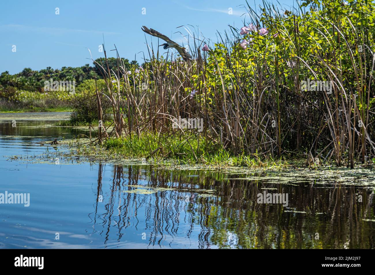 Héron tricolore (Egretta tricolor) en vol le long de la rivière Guana à Ponte Vedra Beach, Floride. (ÉTATS-UNIS) Banque D'Images
