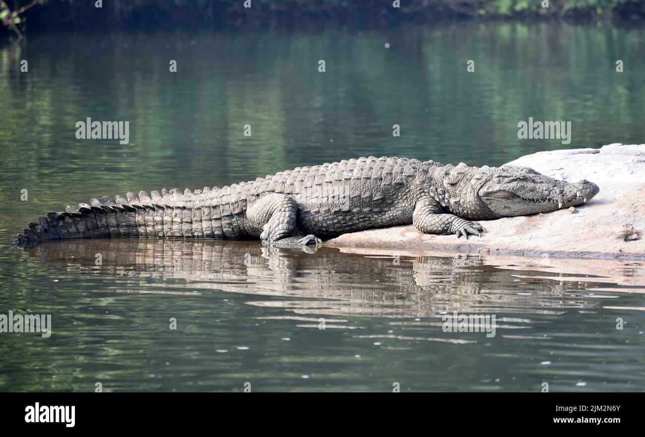 L'Apex Predator se couche au soleil. Banque D'Images