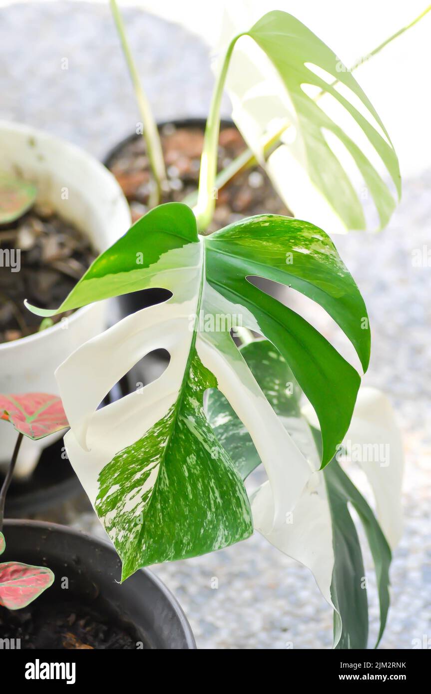 Albo Plant, Monstera Albo Borsigiana ou Monstera Albo Variegata ou Monstera Albo ou Monstera Albo Variegated Plant Banque D'Images