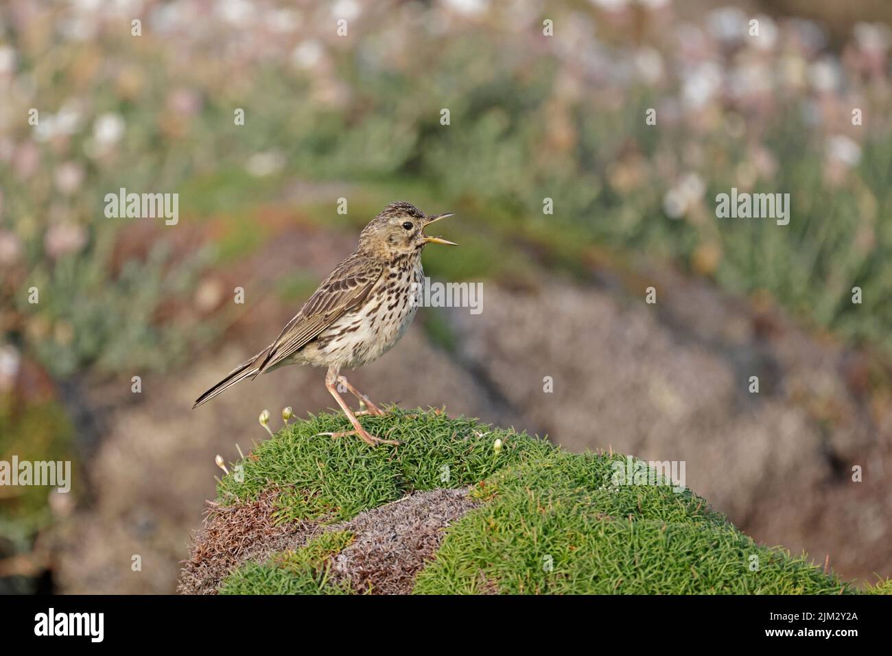 Meadow Pipit sur Skokholm Wales Royaume-Uni Banque D'Images