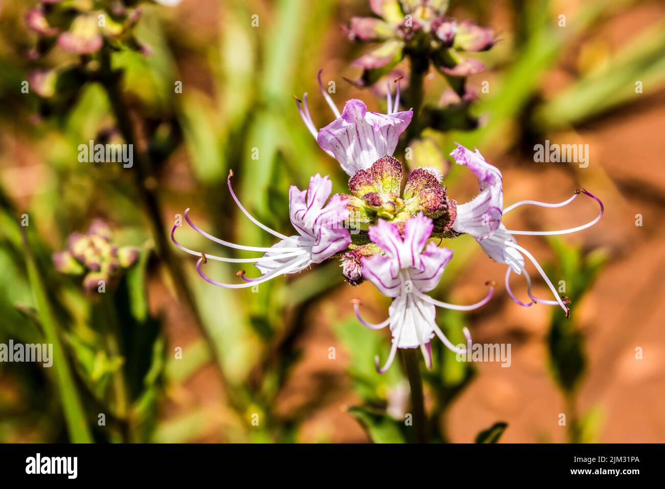 Gros plan sur les délicates fleurs blanches à rayures violettes d’un chat, Ocimum obovatum Banque D'Images
