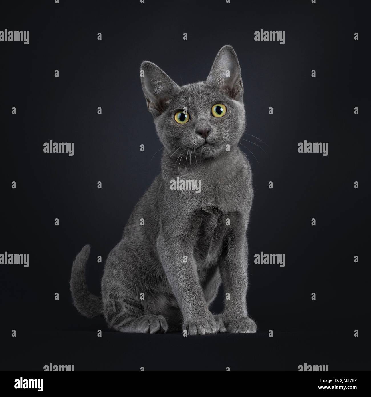 Portrait du joli chat kitten Korat, assis sur les côtés. Regarder vers un appareil photo aux yeux éclatants. Isolé sur un fond noir. Banque D'Images