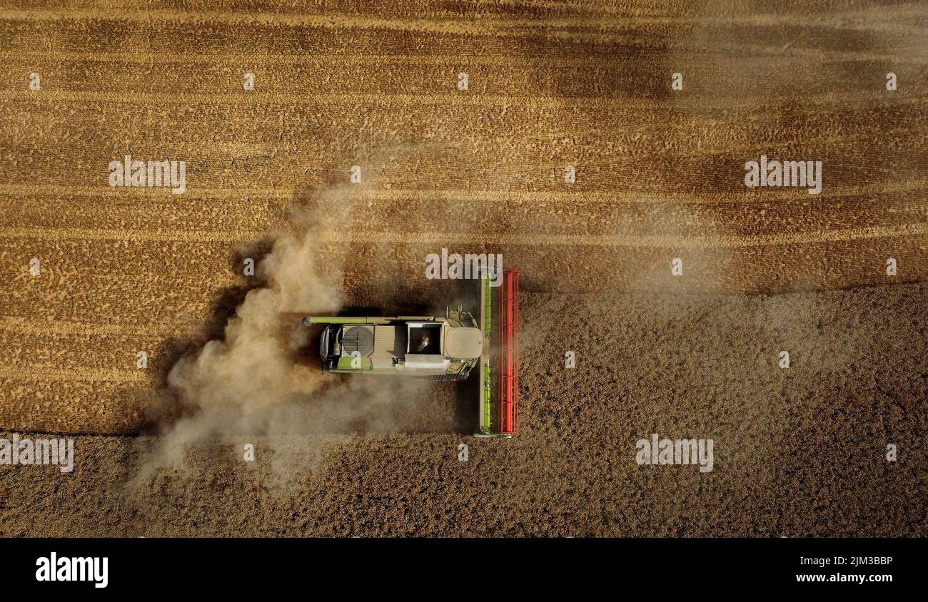 Une moissonneuse-batteuse au travail par temps chaud sur Romney Marsh près d'Ashford dans le Kent. Date de la photo: Jeudi 4 août 2022. Banque D'Images