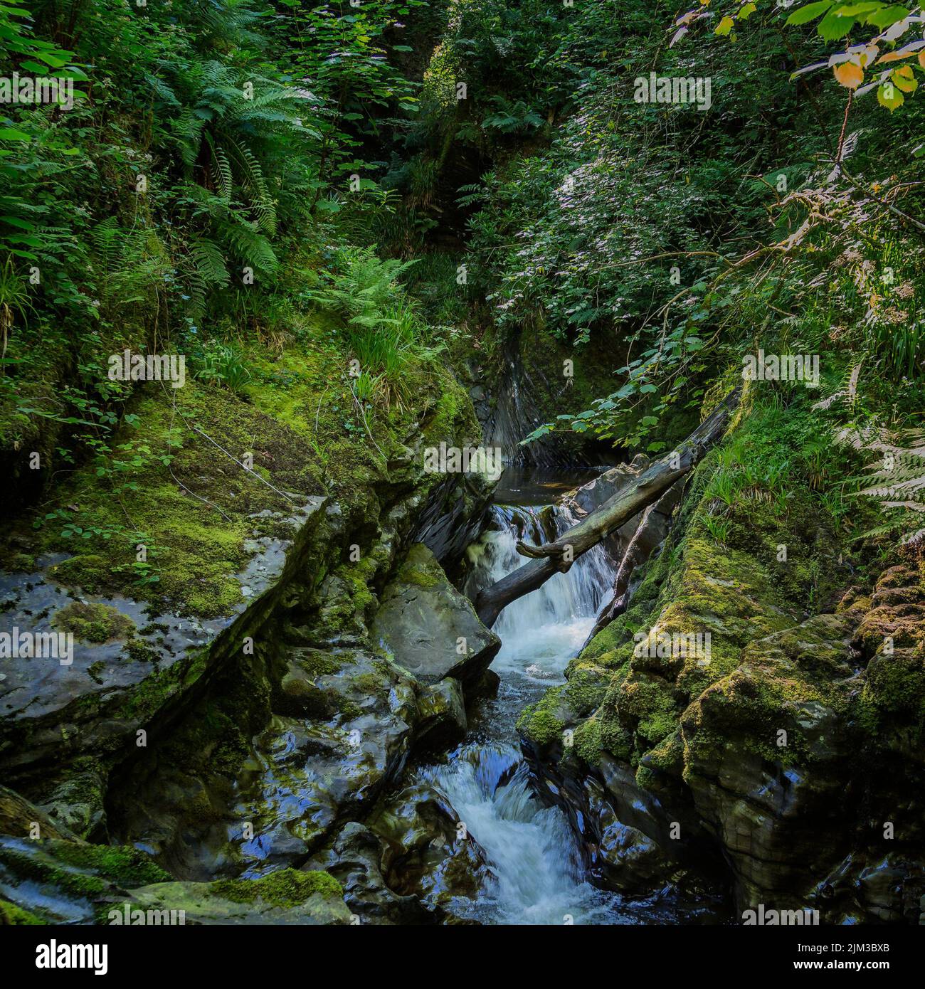 Un arbre déchu chevauchant une rivière en cascade au milieu d'une forêt dense et de roches moussy altérées, portées sans à-coups par l'eau qui coule. Banque D'Images