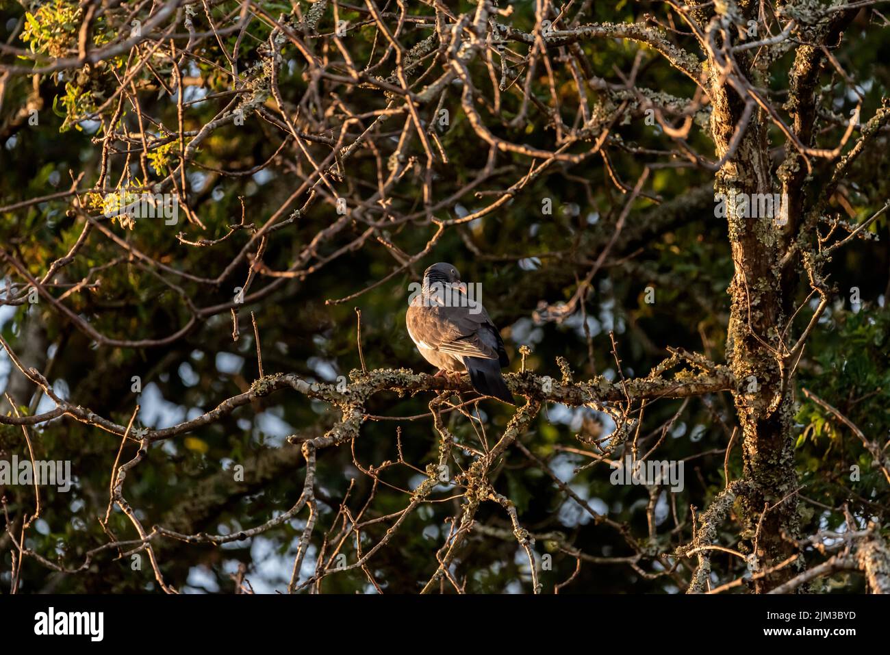 oiseau pigeon perché sur la branche d'un arbre qui regarde à droite Banque D'Images