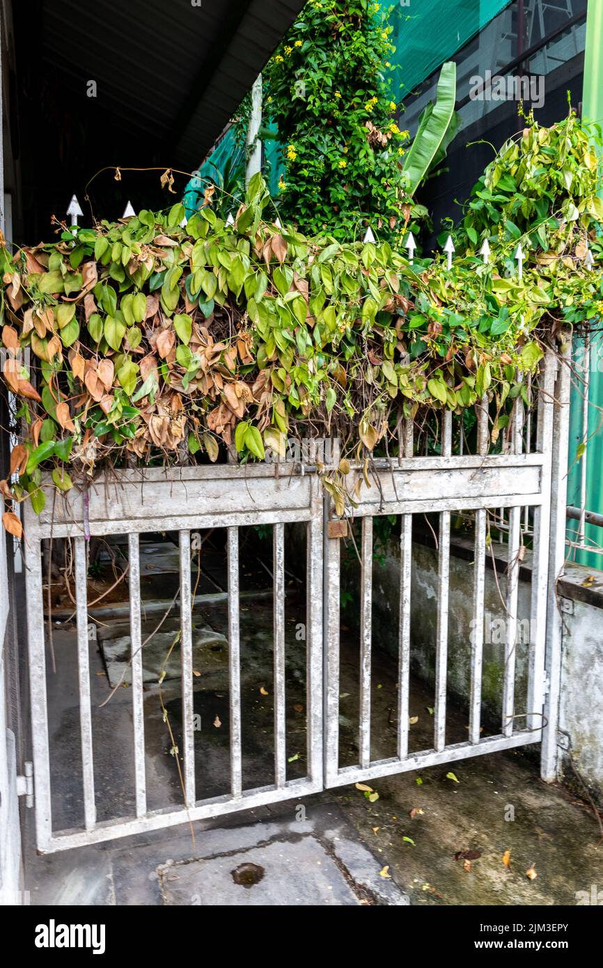 Porte d'entrée en métal rouillé blanc surcultivée avec de l'ivie sèche (Hedera) et des vitesses rampantes, entrée cachée, ville de Victoria, Seychelles. Banque D'Images