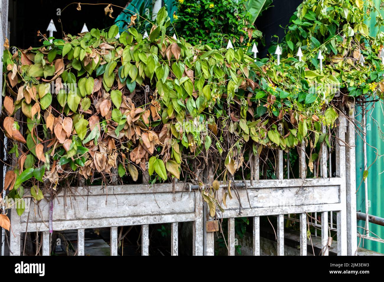 Porte d'entrée en métal rouillé blanc surcultivée avec de l'ivie sèche (Hedera) et des vitesses rampantes, entrée cachée, ville de Victoria, Seychelles. Banque D'Images