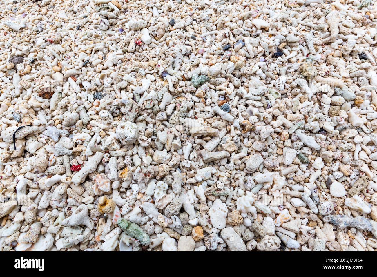 Des morceaux de récif de corail blanchi morts ont été lavés sur une plage après un événement de blanchiment du corail sur l'île de Mahé, aux Seychelles. Banque D'Images