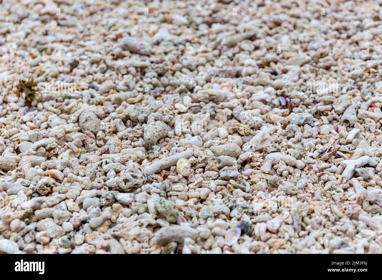 Des morceaux de récif de corail blanchi morts ont été lavés sur une plage après un événement de blanchiment du corail sur l'île de Mahé, aux Seychelles. Banque D'Images