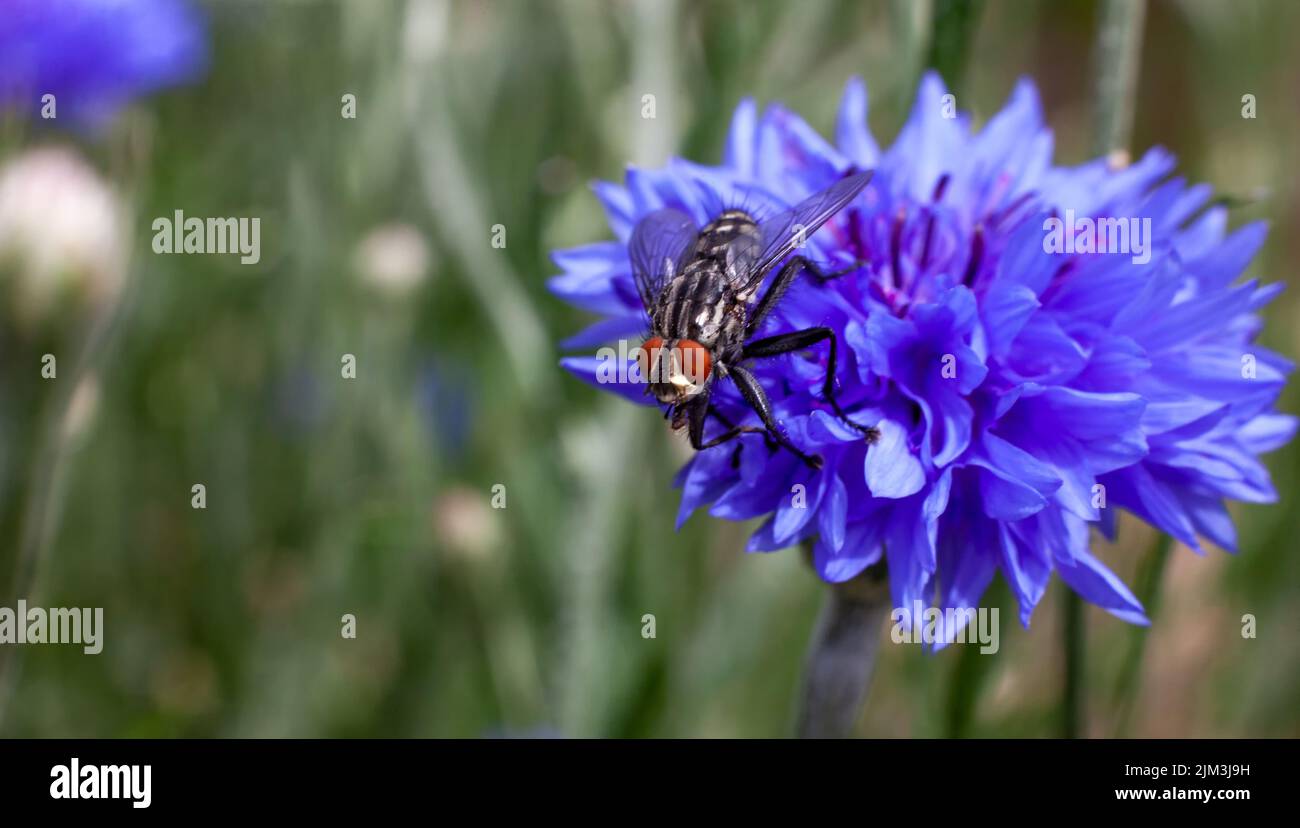 Fleur de maïs bleue, une fleur sur laquelle une grande mouche noire est assise. Banque D'Images
