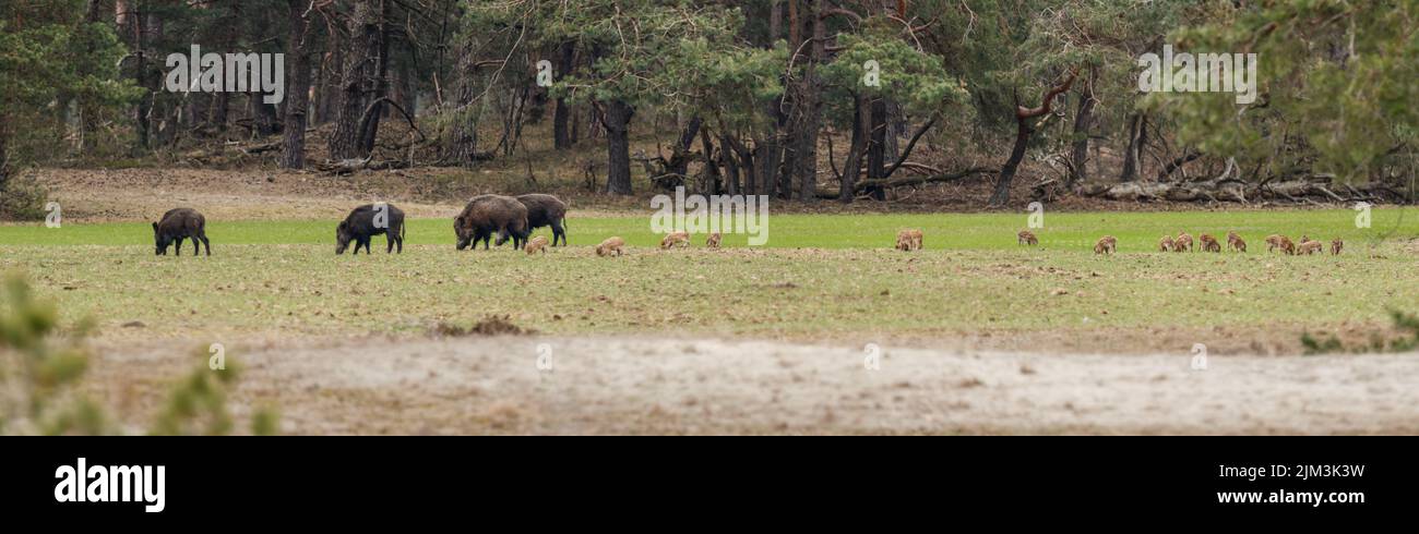 Vue panoramique sur les sangliers et autres animaux qui bissent dans le pâturage Banque D'Images Vue panoramique sur les sangliers et autres animaux qui bissent dans le pâturage Banque D'Images