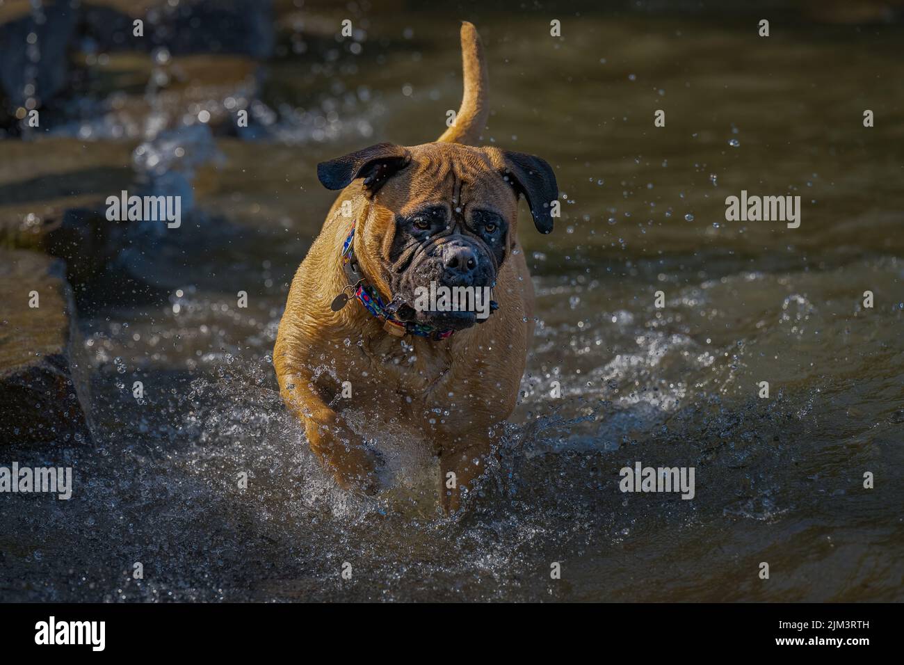 UN GRAND BULLMASTIFF JOUANT DANS LE LAC WASHINGTON PRÈS DE MERCER ISLAND WASHINGTON Banque D'Images