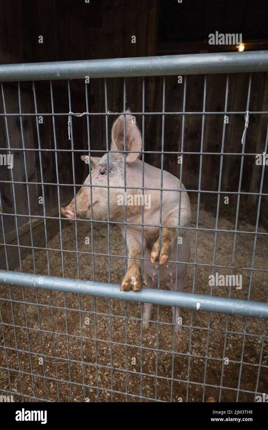 Gros plan d'un cochon de ferme debout avec ses sabots sur la clôture de grille de son enclos dans la ferme Banque D'Images