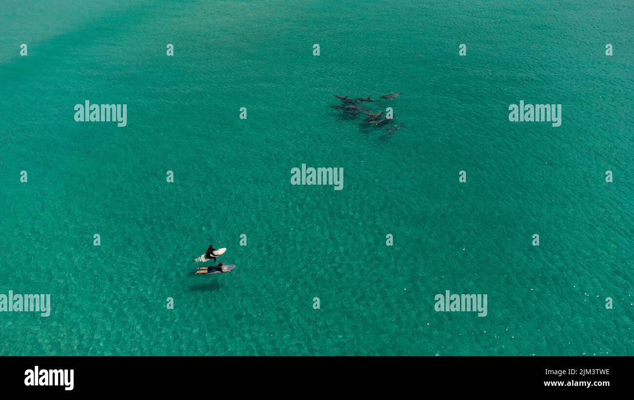 Une vue aérienne des surfeurs rencontrant des dauphins gousse en plein soleil près de Kangaroo Island, Australie Banque D'Images