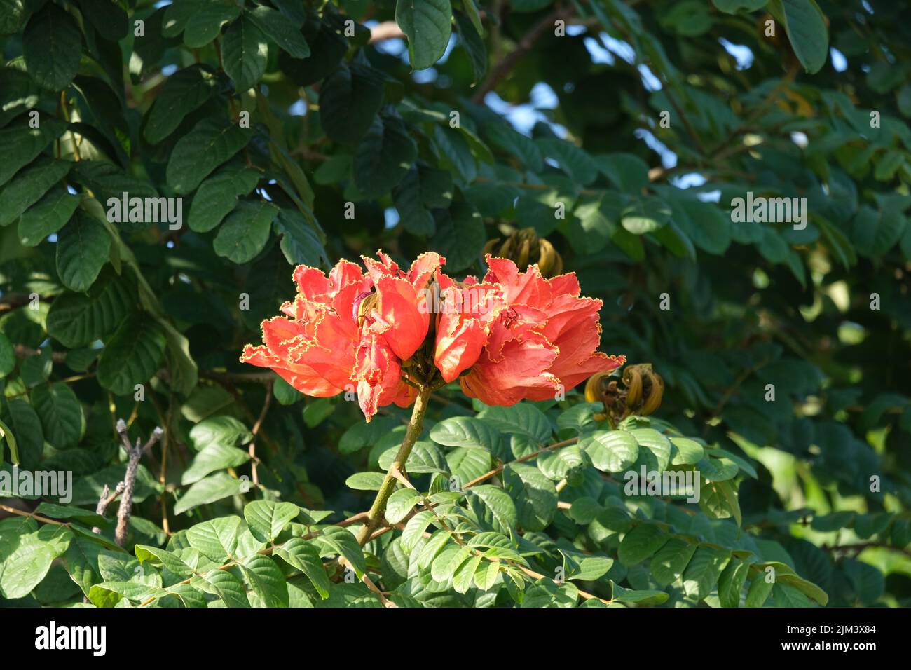 Une vue panoramique sur les fleurs colorées de Spathodea avec des feuilles vertes par temps ensoleillé Banque D'Images