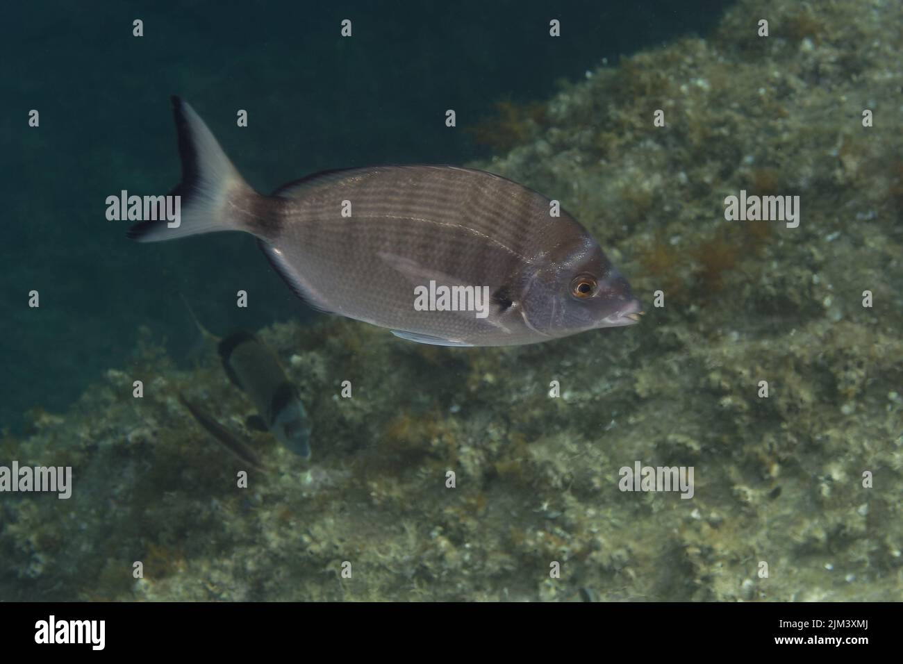 Rame de sharpsnout (Diplodus puntazzo) Banque D'Images