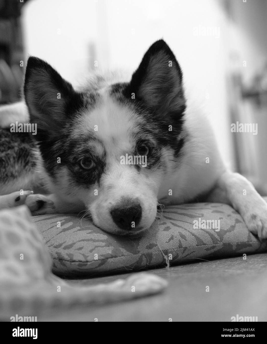 Une photo verticale d'un Husky sibérien en noir et blanc Banque D'Images