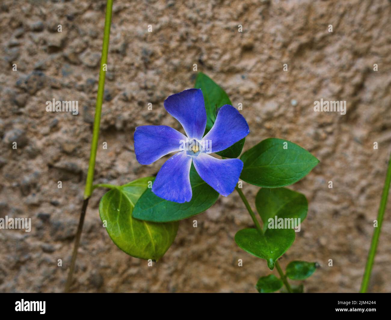 Vue de dessus d'une fleur de myrte violette Banque D'Images