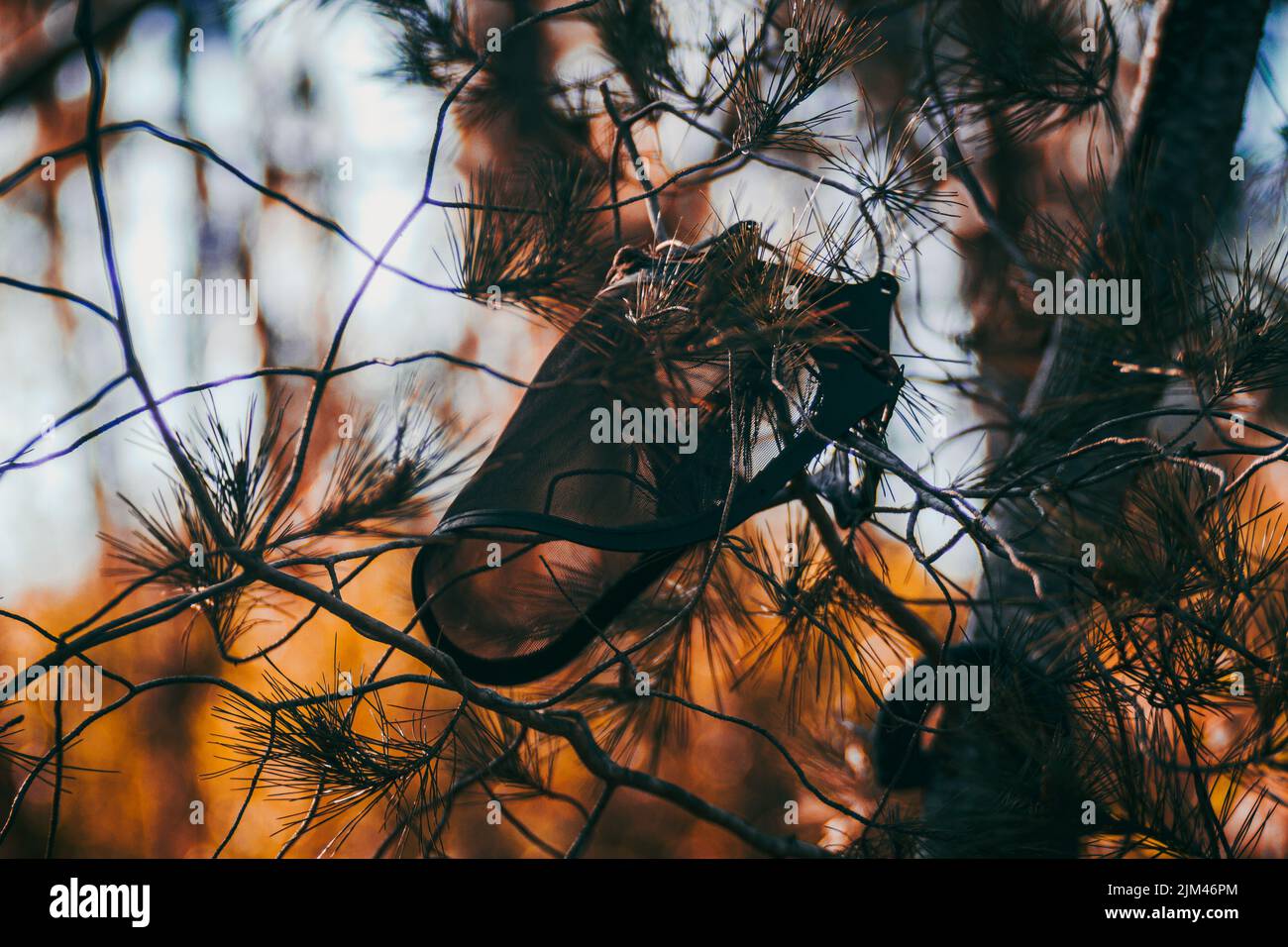 Un gros plan du masque sur les branches de l'arbre. Mise au point peu profonde. Banque D'Images