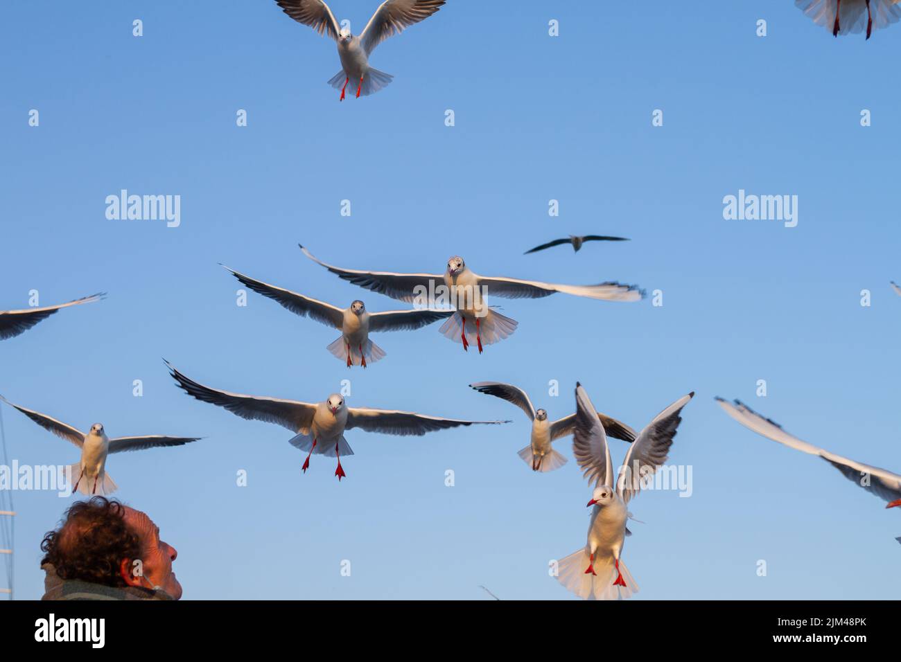 Barcelone, Espagne- 19 janvier 2022: Homme nourrissant des mouettes dans le port de Barcelone (Espagne), approche sélective de l'homme. Banque D'Images