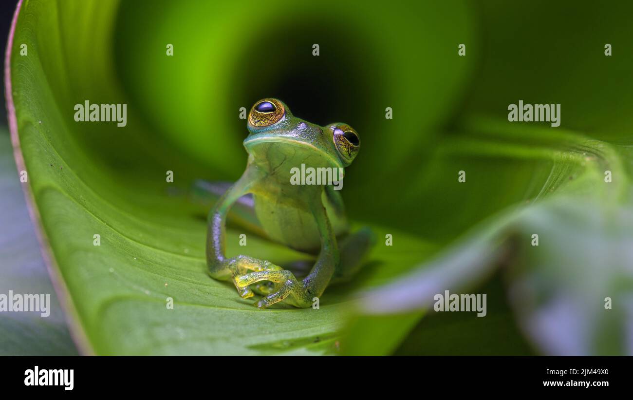 Une grenouille de verre vert émeraude sur une feuille sur un fond flou Banque D'Images