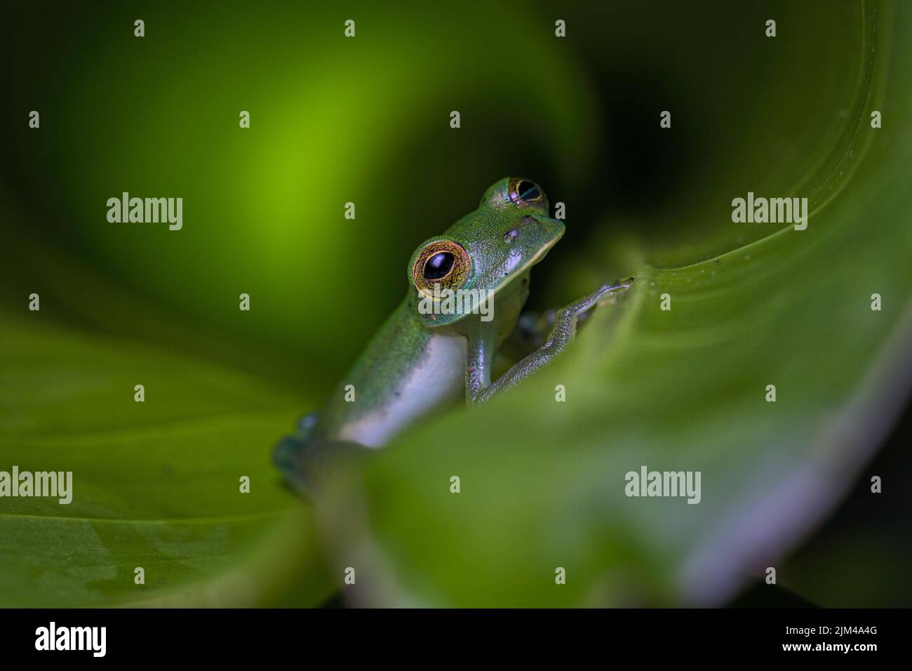 Une grenouille de verre vert émeraude sur une feuille sur un fond flou Banque D'Images
