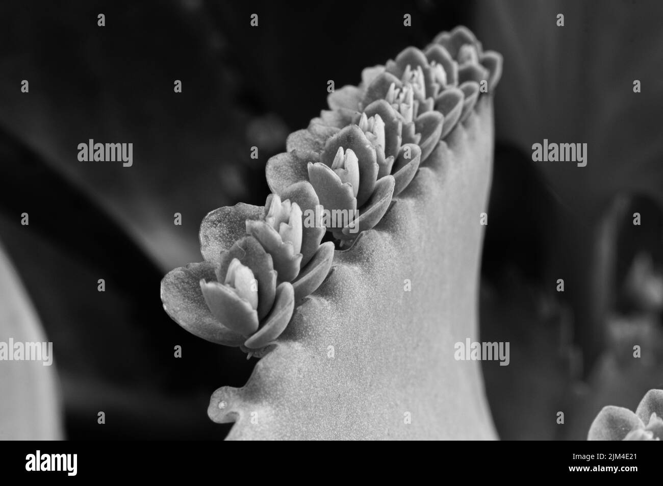 Gros plan de la plante des Crassulacées sur un fond flou Banque D'Images