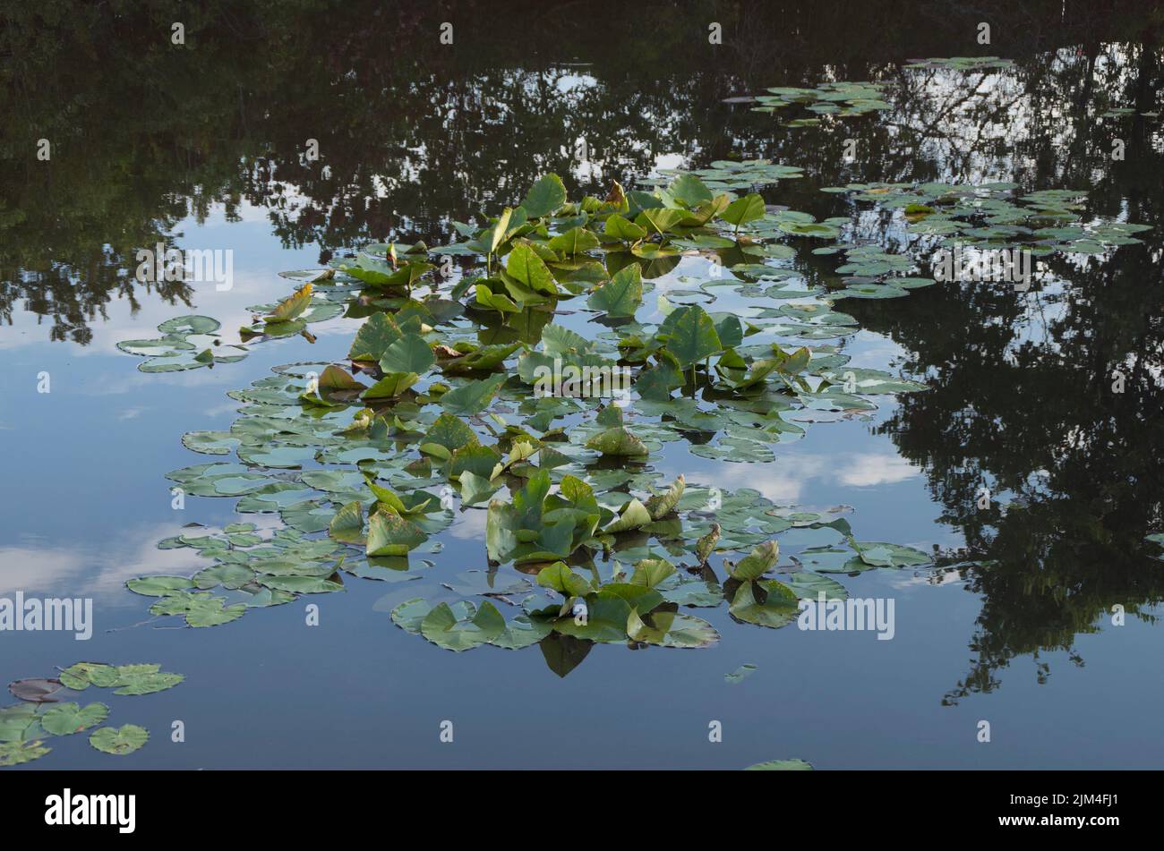 Un gros plan de nénuphars sur un lac dans un terrain de camping à Emerald Isle, Caroline du Nord, États-Unis Banque D'Images Un gros plan de nénuphars sur un lac dans un terrain de camping à Emerald Isle, Caroline du Nord, États-Unis Banque D'Images