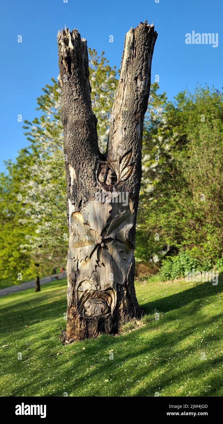 Un plan vertical d'un tronc d'arbre en forme de V dans un parc Banque D'Images