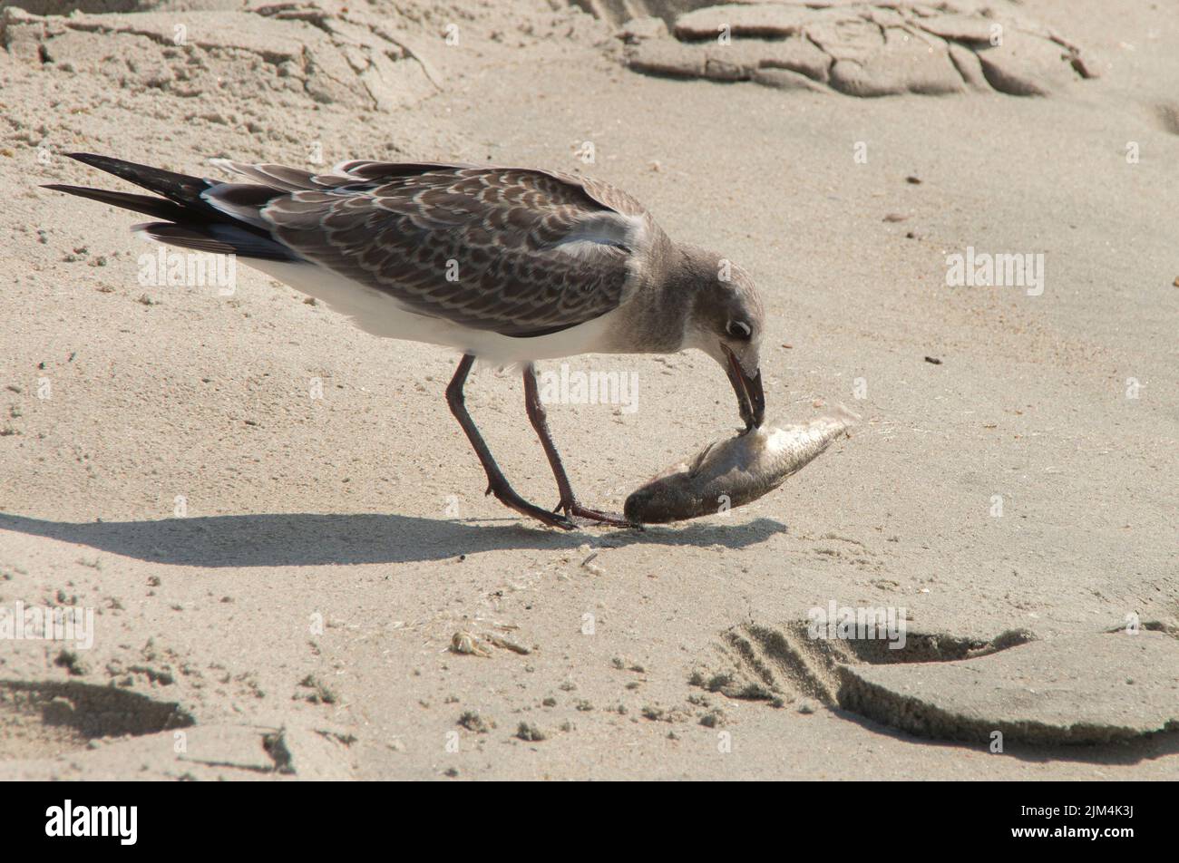 Un gros plan d'un mouette dévore un poisson le long de la rive de l'île Emerald en Caroline du Nord Banque D'Images Un gros plan d'un mouette dévore un poisson le long de la rive de l'île Emerald en Caroline du Nord Banque D'Images