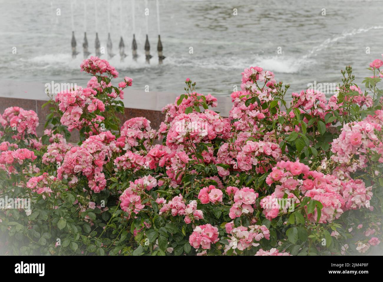 Brousse en fleurs de roses du parc dans le jardin décoratif d'été. Papier peint avec roses roses du parc. Nature estivale. Carte postale fleurs Banque D'Images