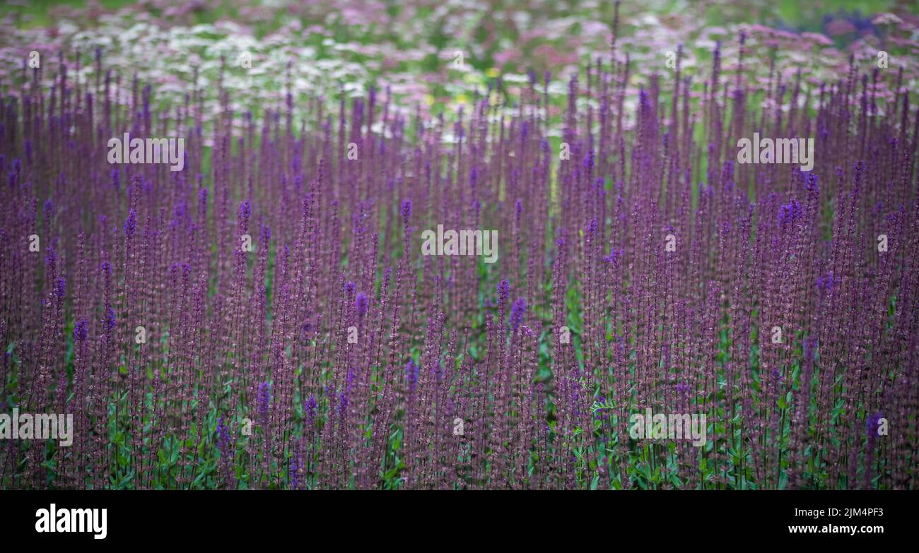 Epalets de sauge. Fleurs violettes de la forêt de sauge ou de la sauge des Balkans. Longues tiges de Salvia nemorosa en plein jour Banque D'Images