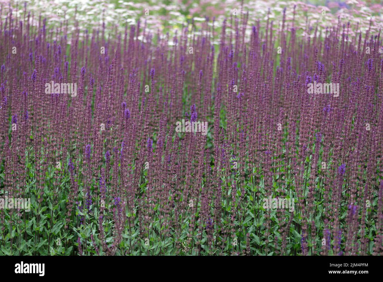 Epalets de sauge. Fleurs violettes de la forêt de sauge ou de la sauge des Balkans. Longues tiges de Salvia nemorosa en plein jour Banque D'Images