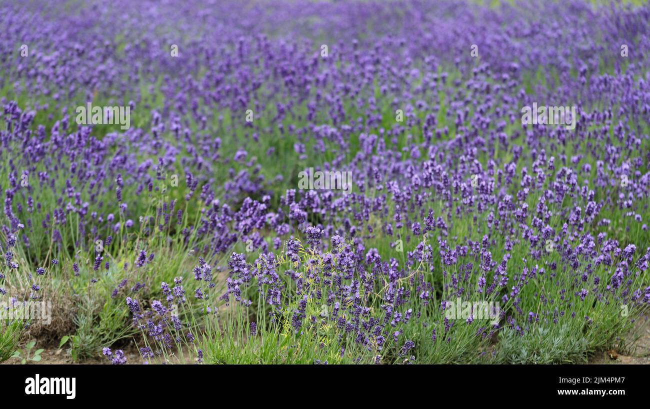 Fleurs de lavande sur de grands arbustes pendant la floraison. Bourgeons violets lumineux parfumés dans le parc. Magnifique paysage avec champs de fleurs. Une promenade à travers le Banque D'Images