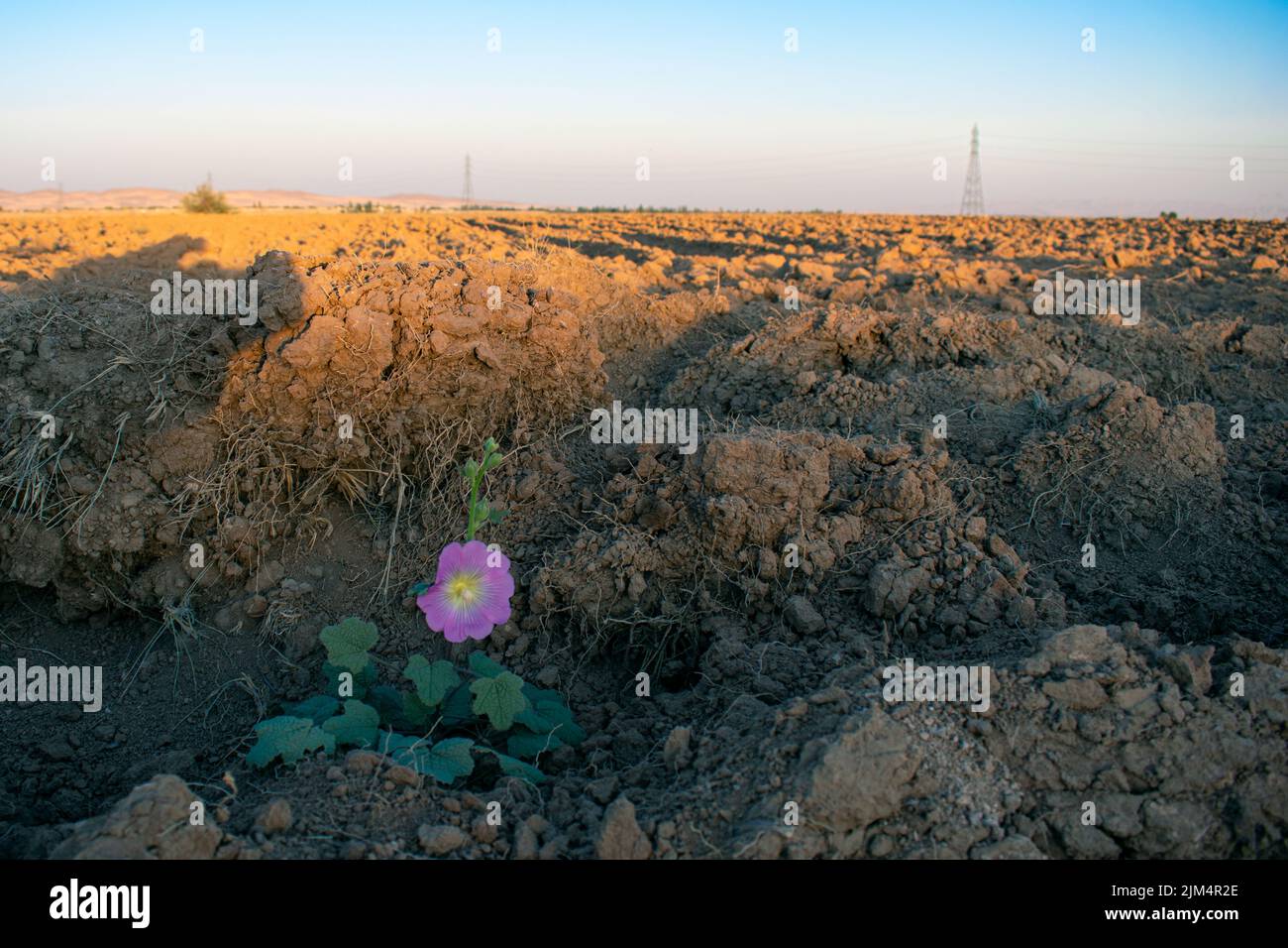 une fleur dans le désert Banque D'Images