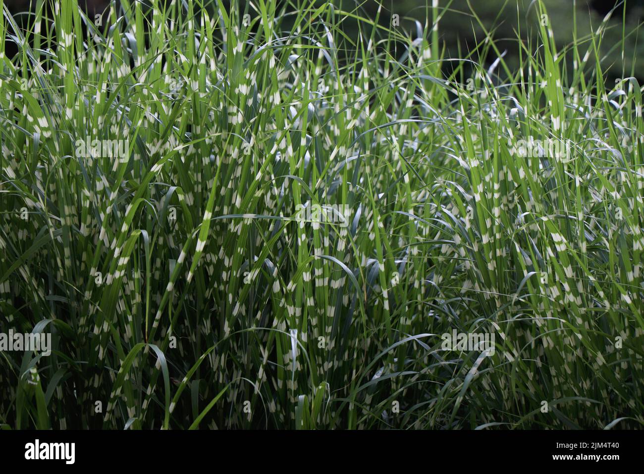 Miscanthus Sinensis petite herbe verte zébrée Banque D'Images