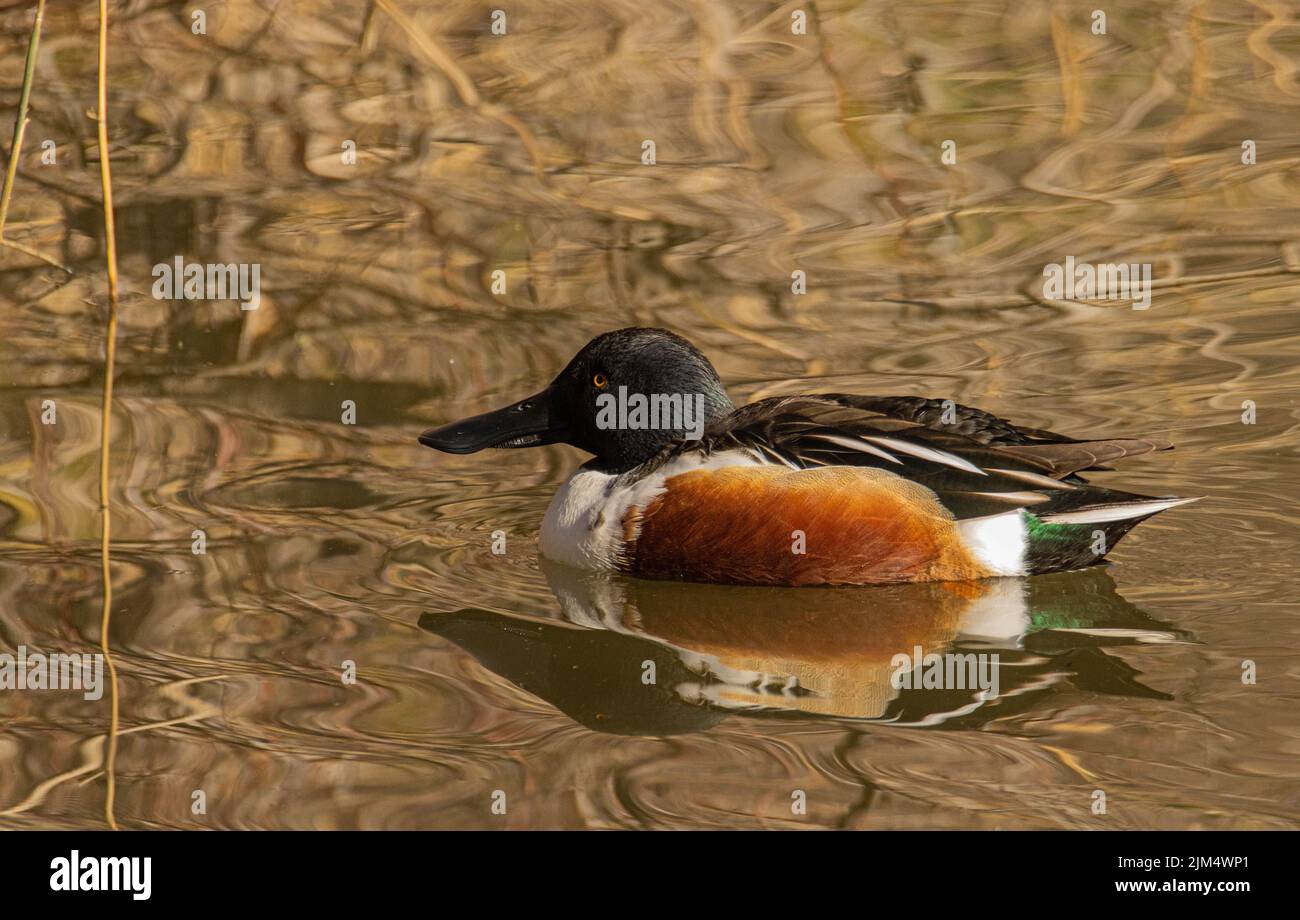 Gros plan d'un canard à nez large flottant sur une eau calme avec son reflet à la surface Banque D'Images