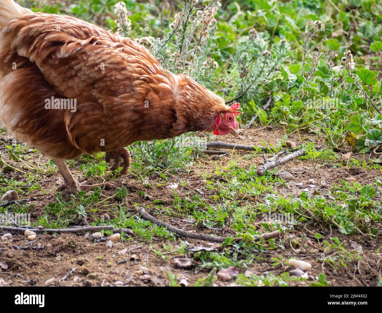 Un poulet domestique brun biologique fourragent dans une ferme Banque D'Images
