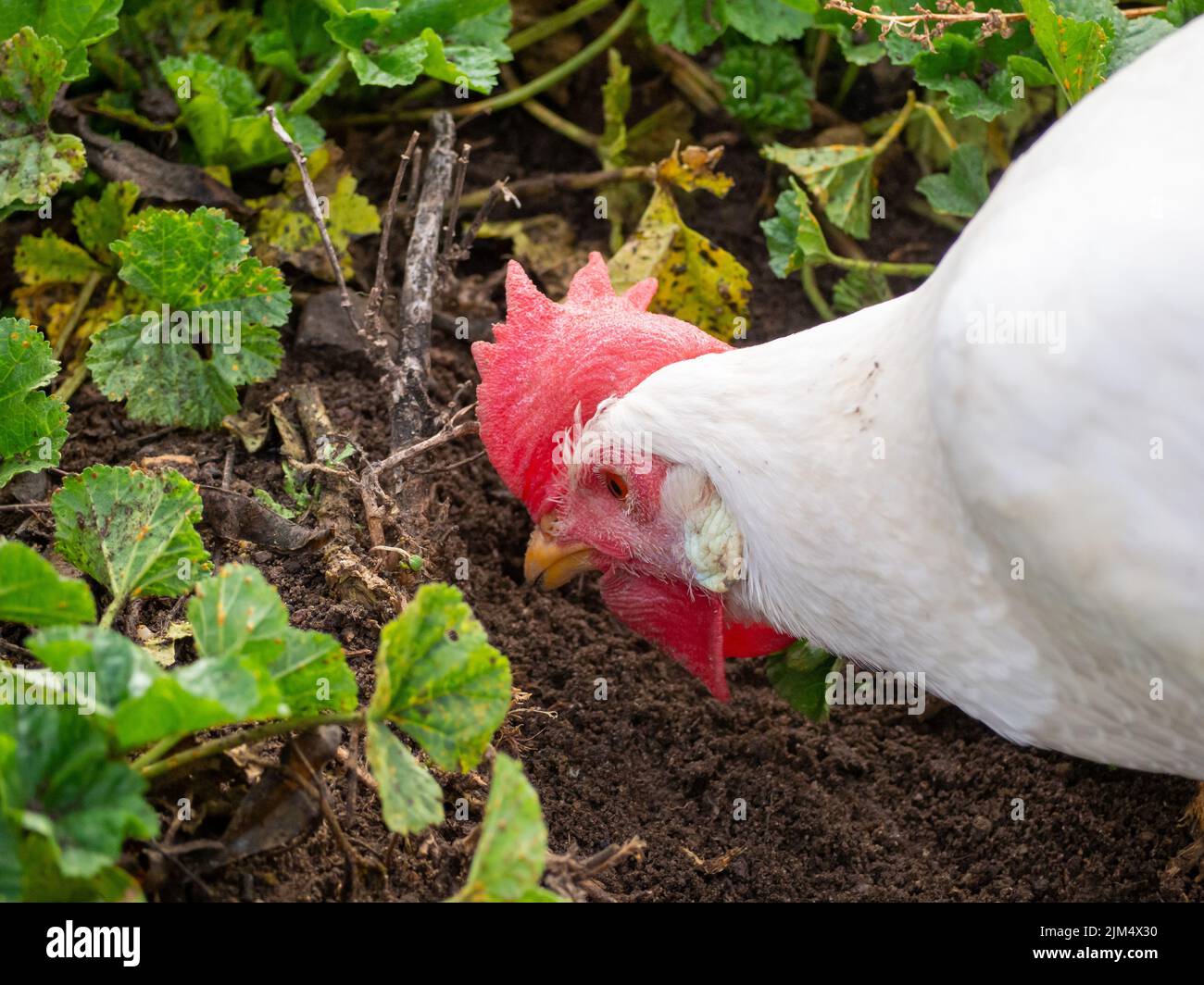 Un poulet domestique blanc biologique fourragent dans une ferme Banque D'Images