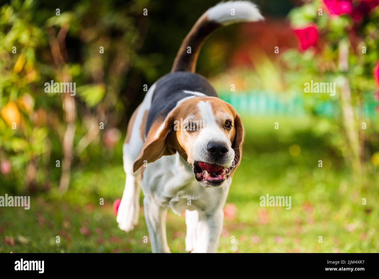 Chien Beagle mâle de race pure en plein air, courant dans le jardin avec une pomme dans la bouche Banque D'Images