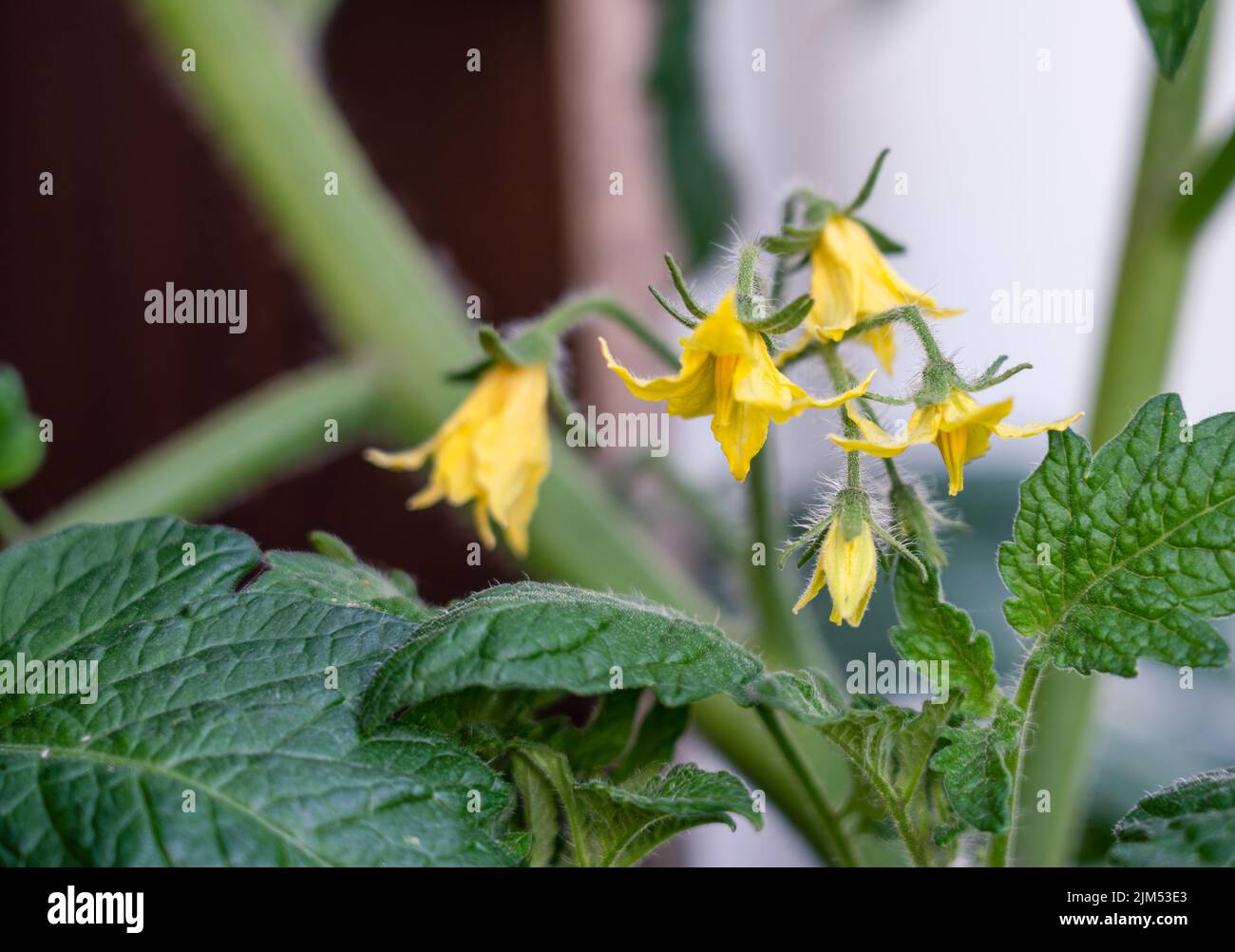 Gros plan détaillé des fleurs d'été sur la tomate Lycopersicon esculentum Banque D'Images